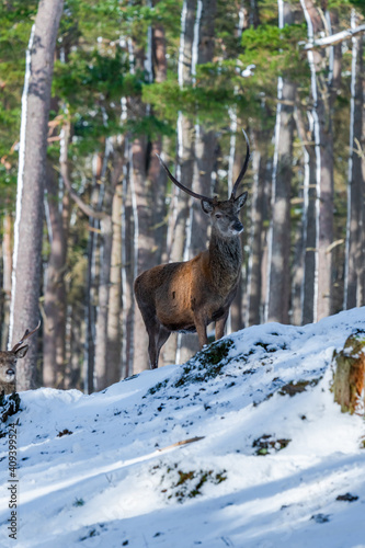 Scottish red deer  Cervus elaphus  in snowy winter forest in Scotland