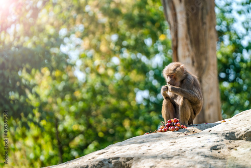 Photography monkey sitting on the mountain eating grapes on a background of planted trees on a sunny day