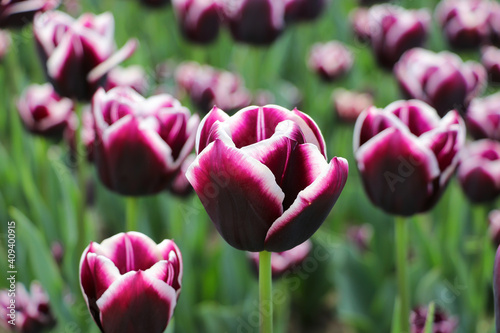 Maroon tulip with white edges close-up in the center in a botanical garden  in the background flowers are blurred