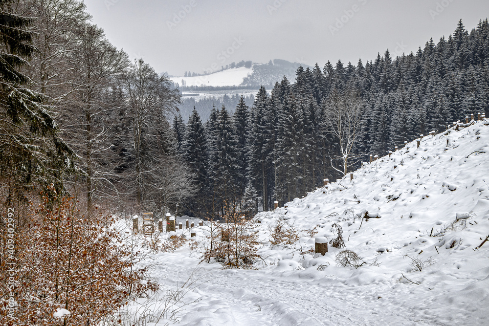verschneite Bäume im Winterwald 