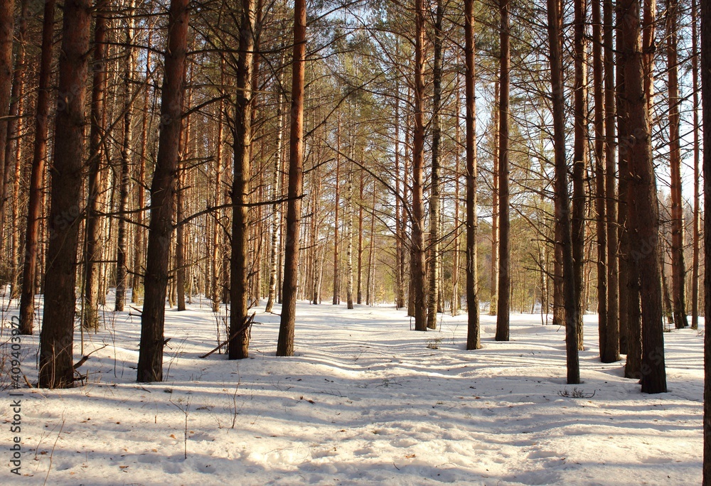 Beautiful forest landscape on winter sunny day Beautiful forest landscape on winter sunny day