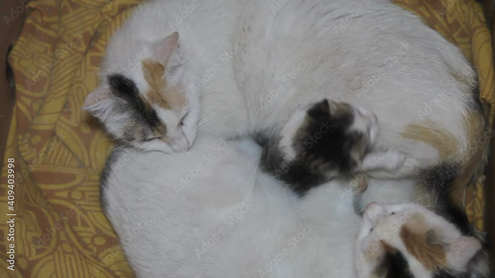 Two white cats take care of their little one Two white cats take care of their little one