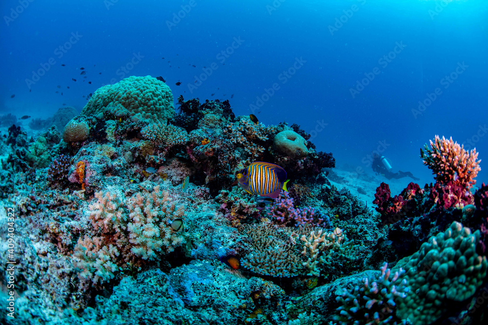 Fototapeta premium scuba diver and reef