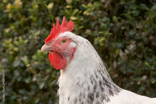 Close up of a white Sussex chicken