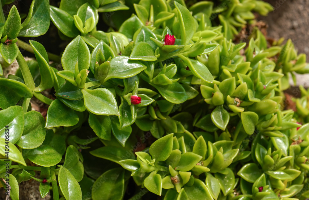 Shiny wax like succulent green plant leaves with small red flowers, closeup detail