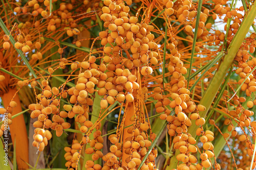 Fototapeta Naklejka Na Ścianę i Meble -  Pindo jelly palm tree (butia capitata) yellow fruits, closeup detail
