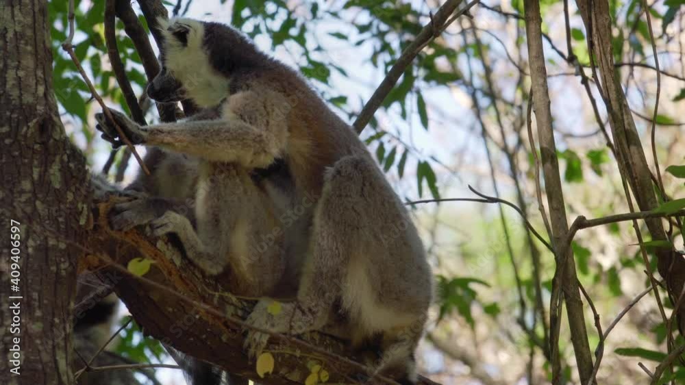 Ring-tailed lemurs (Lemur catta) with her baby sitting on tree over branches, in their natural habitat Madagascar forest Ring-tailed lemurs (Lemur catta) with her baby sitting on tree over branches, in their natural habitat Madagascar forest