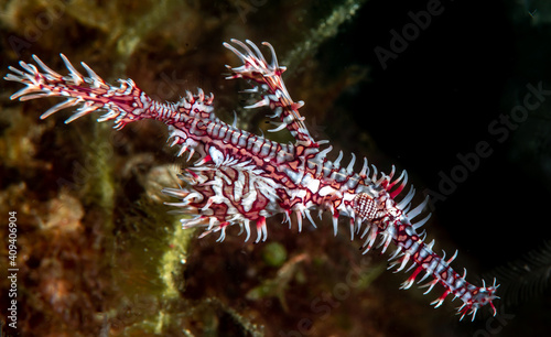 coral reef in the ocean photo