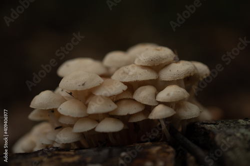 Mycena Mushrooms - Fungi photo