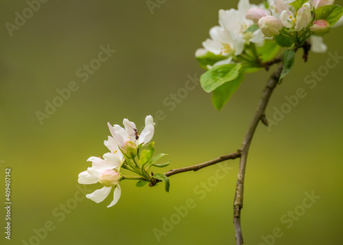 Foto A beautiful apple tree flowers on the branches of an old tree