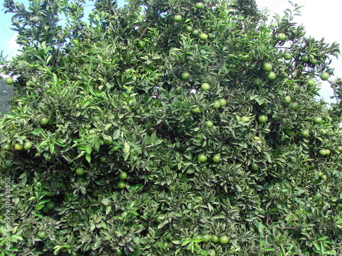 The greedy look of a tired hungry traveler on citrus trees hung with heavy ripe fruit in the country yards.