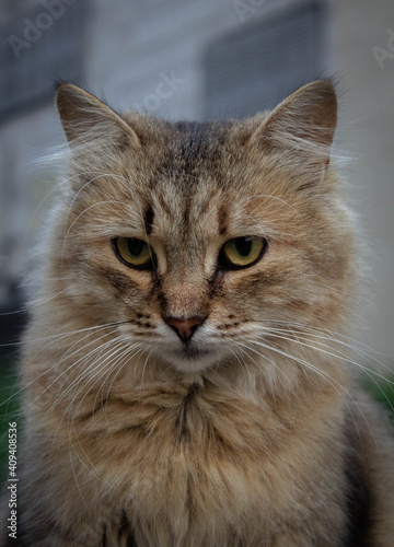close up portrait of a cat © Vitaly
