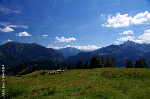 Bergwiese mit grasender Rinderherde unter blauem Himmel mit Schönwetter-Wolken