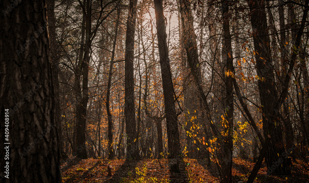 autumn forest in the morning