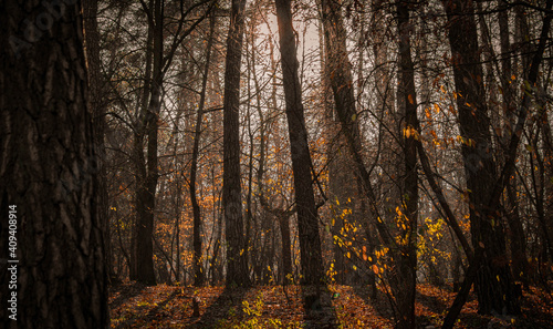 autumn forest in the morning