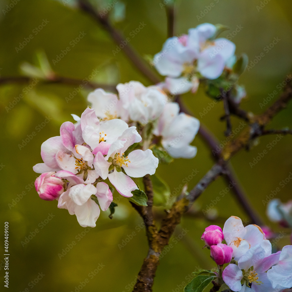 Fototapeta premium A beautiful apple tree flowers on the branches of an old tree. Spring sceney of abandoned orchards. Flowering fruit tree in the Northern Europe.