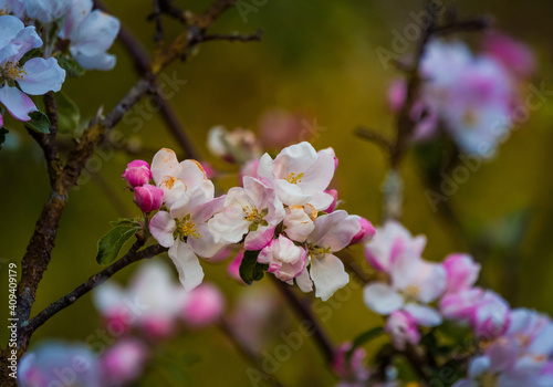 A beautiful apple tree flowers on the branches of an old tree. Spring sceney of abandoned orchards. Flowering fruit tree in the Northern Europe. © dachux21