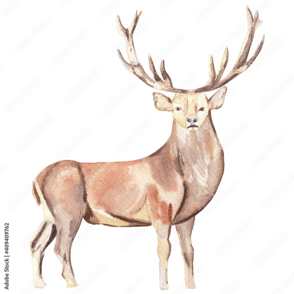Watercolor deer illustration High resolution hand drawn Christmas animal