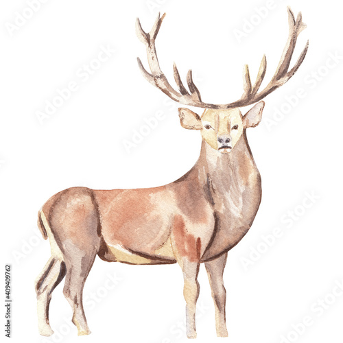 Watercolor deer illustration High resolution hand drawn Christmas animal © Liudmila