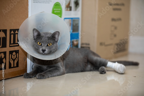 Korat cat wearing an Elizabethan collar and Cat leg splint.