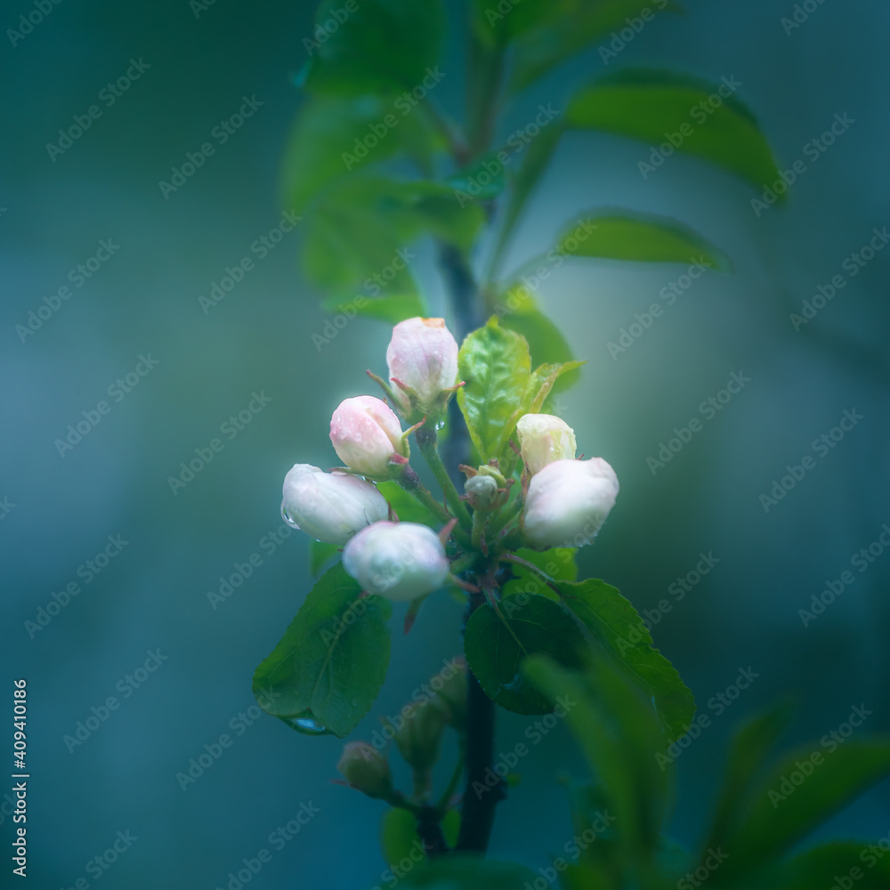 A beautiful apple tree blossoming in the spring. Old orchard scenery with a blooming fruit tree branch. A beautiful spring scenery with soft focus. A beautiful apple tree blossoming in the spring. Old orchard scenery with a blooming fruit tree branch. A beautiful spring scenery with soft focus.