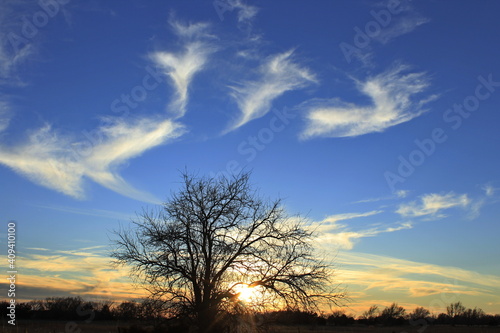 sunset in the sky with a tree silhouette out in the country north of Hutchinson Kansas USA.