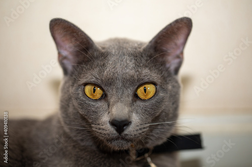 Close-up portrait of Korat cat with yellow eyes