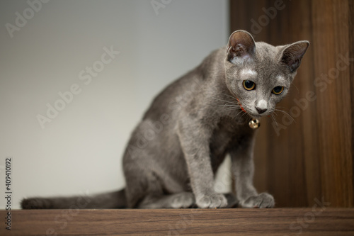 Korat is a natural breed, and one of the oldest stable cat breeds. Originating in Phimai, 
  Thailand, it is named after its province of origin, Nakhon Ratchasima Province.