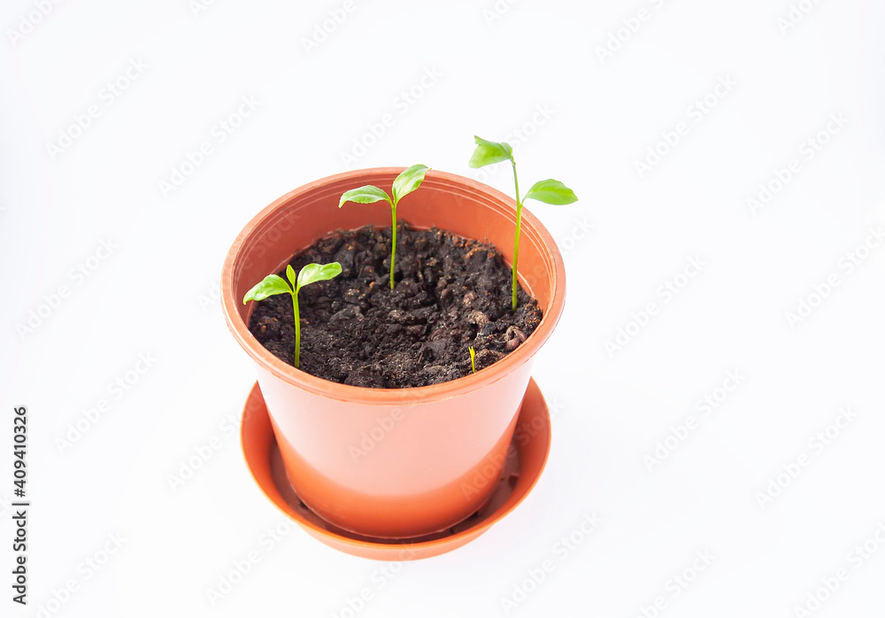 Sprouted tangerines in a floral pot close up on a white background. Mandarinn young green plants. Sprouted tangerines in a floral pot close up on a white background. Mandarinn young green plants.