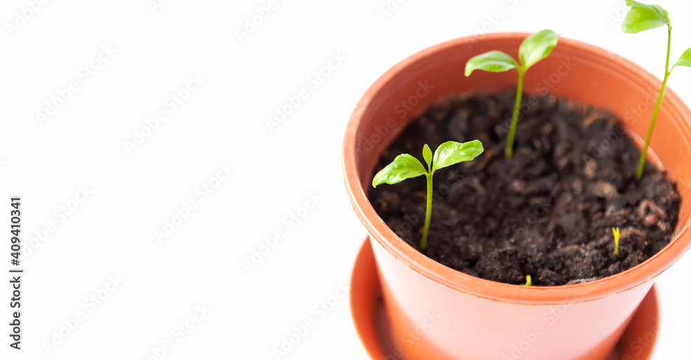 Sprouted tangerines in a floral pot close up on a white background. Mandarinn young green plants. Sprouted tangerines in a floral pot close up on a white background. Mandarinn young green plants.