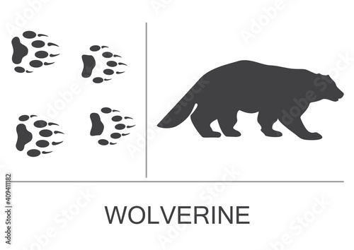 Silhouette of a wolverine and prints of the hind and fore paws. Vector illustration on a white background.