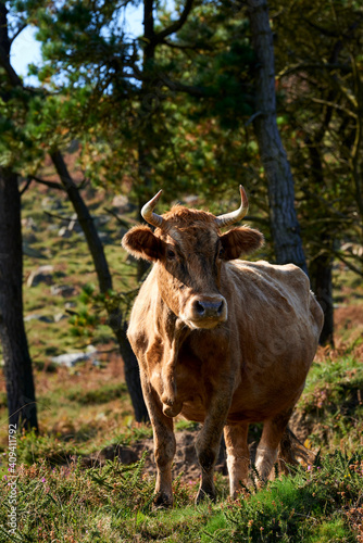 Cow looking at camera, Castro Urdiales, Cantabria,Spain, Europe © Juanma