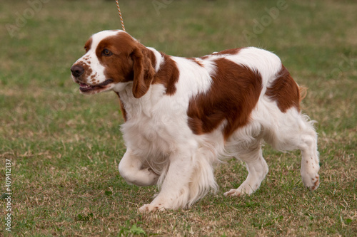 Irish Red and White Setter