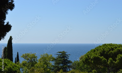 trees on the shore