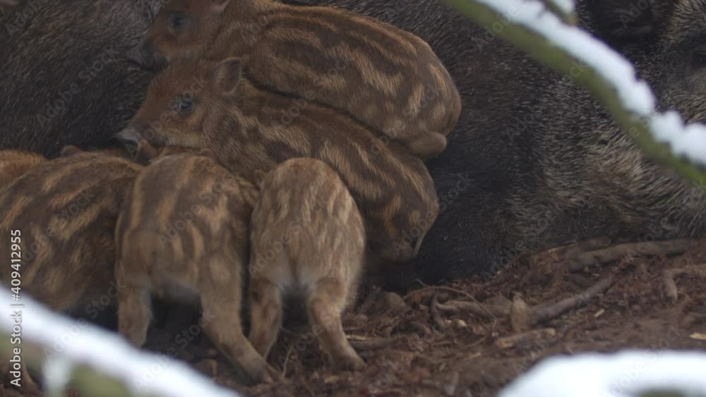 Closeup young wild boar Sus scrofa family, calm piggy mother suckling striped youngs. Wildlife tranquil scene of long furry animals. Strong nose, well smell sense to search food in omnivorous. Closeup young wild boar Sus scrofa family, calm piggy mother suckling striped youngs. Wildlife tranquil scene of long furry animals. Strong nose, well smell sense to search food in omnivorous.
