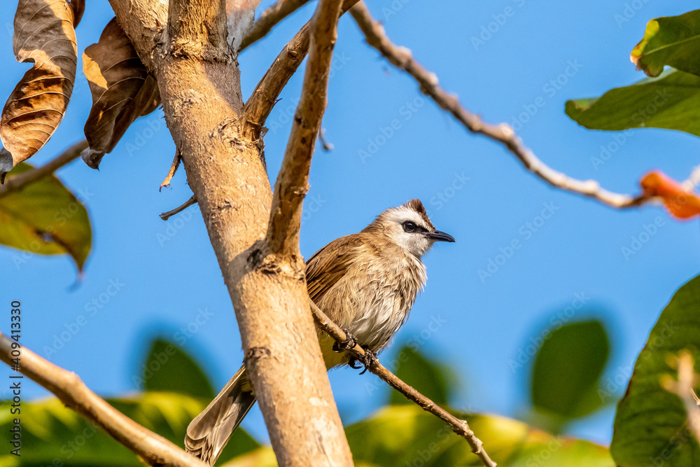 A Yellow-vented Bulbul.(Pycnonotus goiavier) A Yellow-vented Bulbul.(Pycnonotus goiavier)