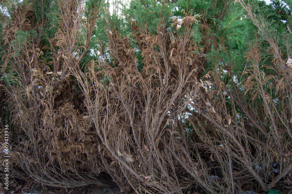 branches of bushes on the side from dry to green branches of bushes on the side from dry to green