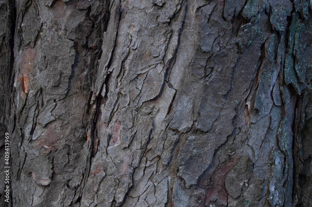 gray curved oak bark with different lighting