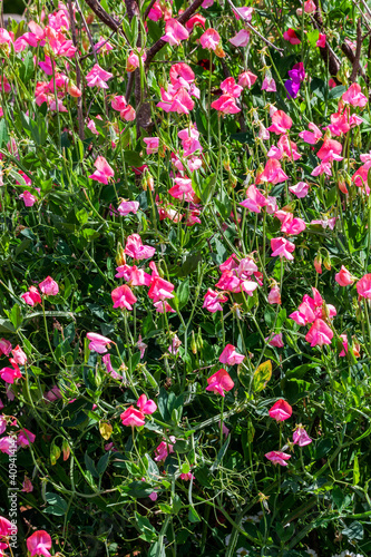 Sweet Pea (Lathyrus odoratus) a spring summer flowering plant with a summertime pink flower stock photo image