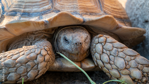 Close up shot of desert tortoise (Gopherus agassizii and Gopherus morafkai), also known as desert turtles, are two species of tortoise. desert tortoise also known as desert turtle photo