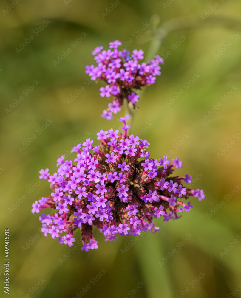 purple flower of purpletop, clustertop or Argentinian vervain or tall verbena or pretty verbena (Verbena bonariensis)