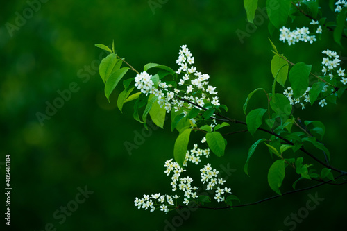 A beautiful white flowers of a bird cherry. Prunus padus tree flowering in the spring. Closeup of a hackberry flowers in Northern Europe. photo