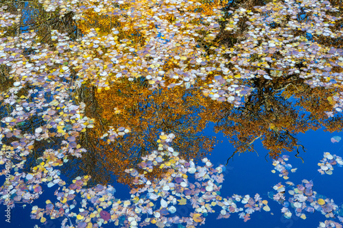 reflections on water in autumn