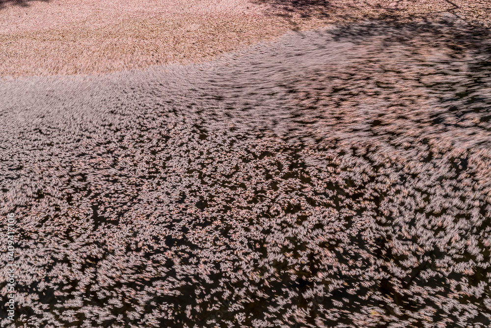 弘前公園の桜の花びらの流れ