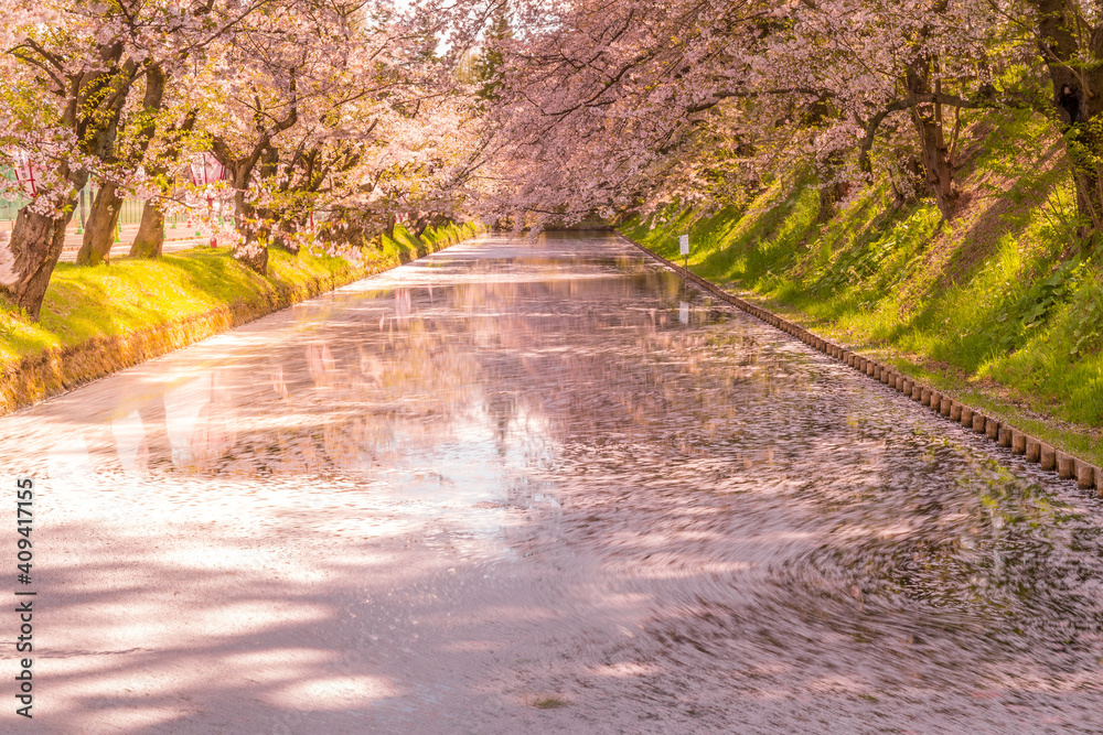 弘前公園の花筏の流れ