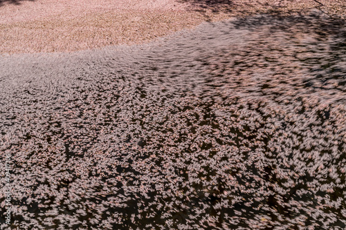 Obraz na płótnie 弘前公園の桜の花びらの流れ w salonie