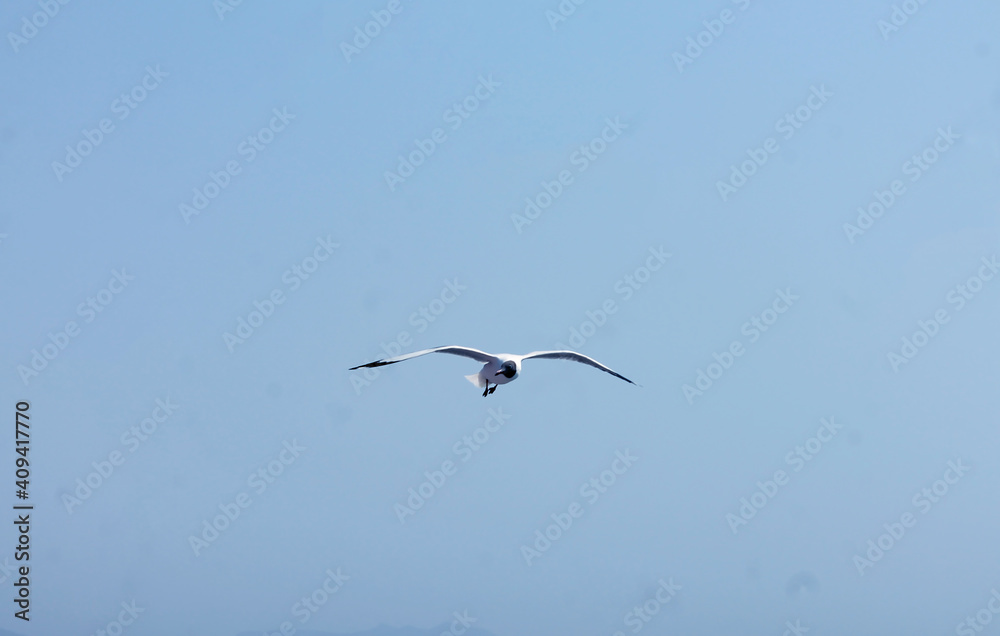 seagull flying over the sea in the sky
