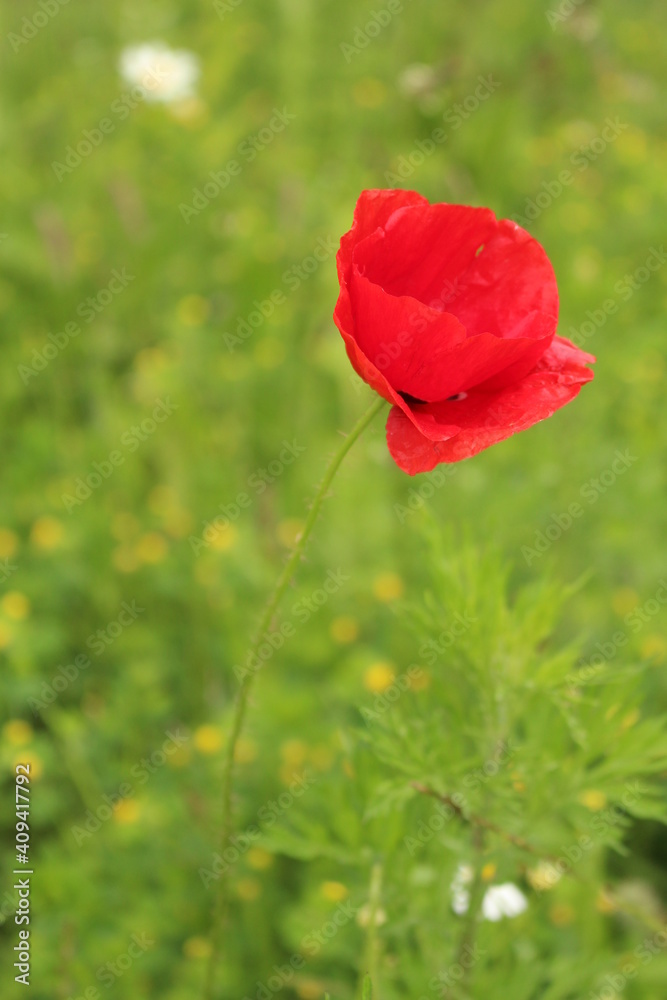 Fototapeta premium Mohnblume