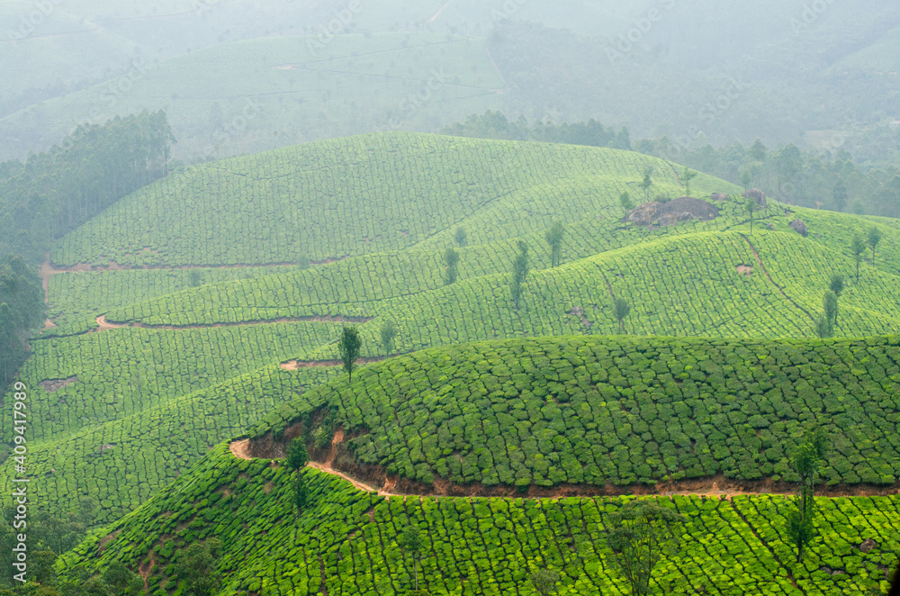 tea garden, Munnar, Kerala