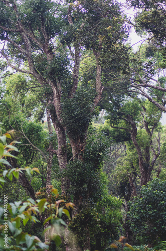 Munnar, forest, Kerala, winter, forest